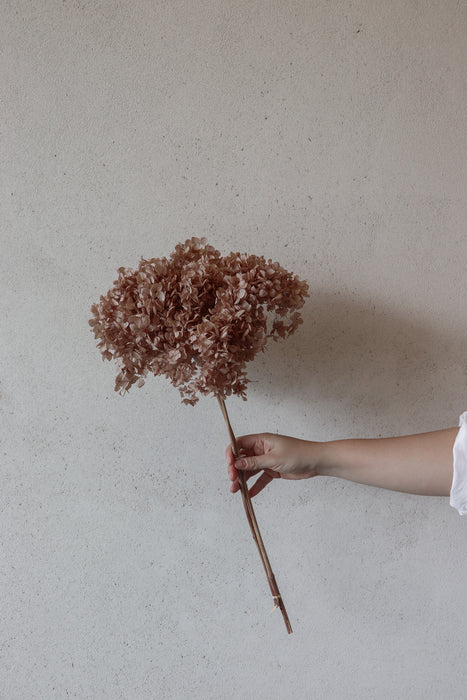Preserved Hydrangea Stem