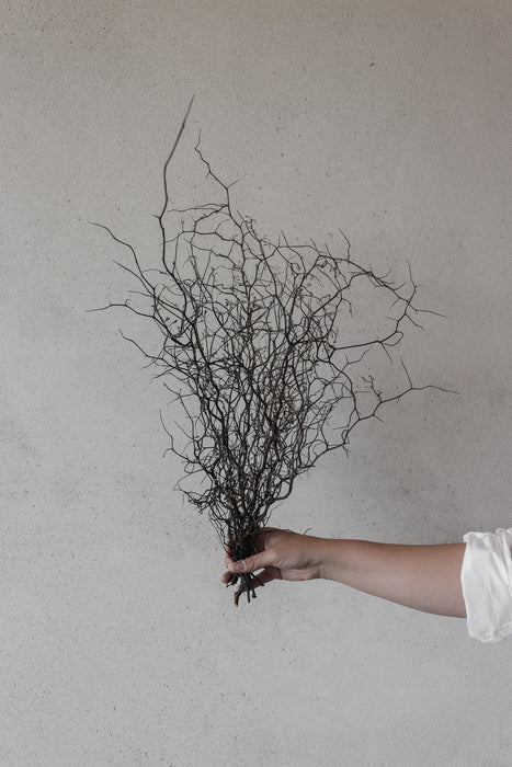 Dried Corokia